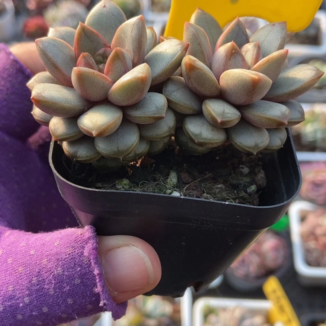 901葡萄多肉植物植物