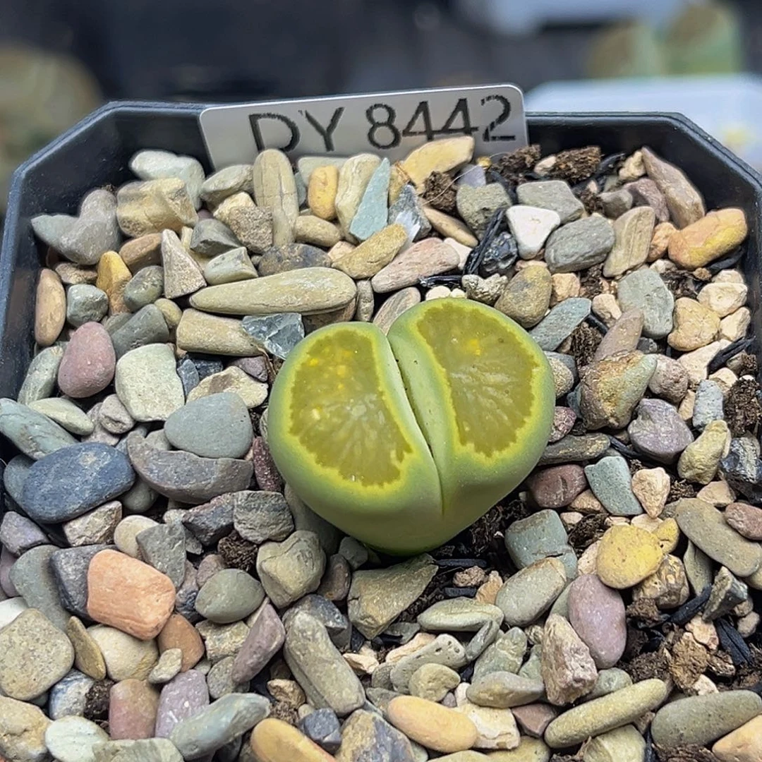 一物一拍8442绿菊