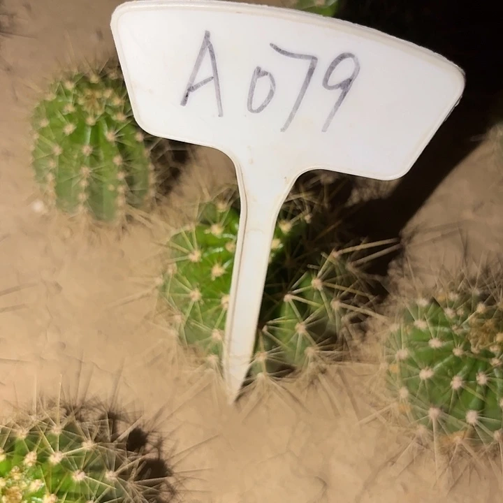 爱***姐A079;3-9瑕疵歪头