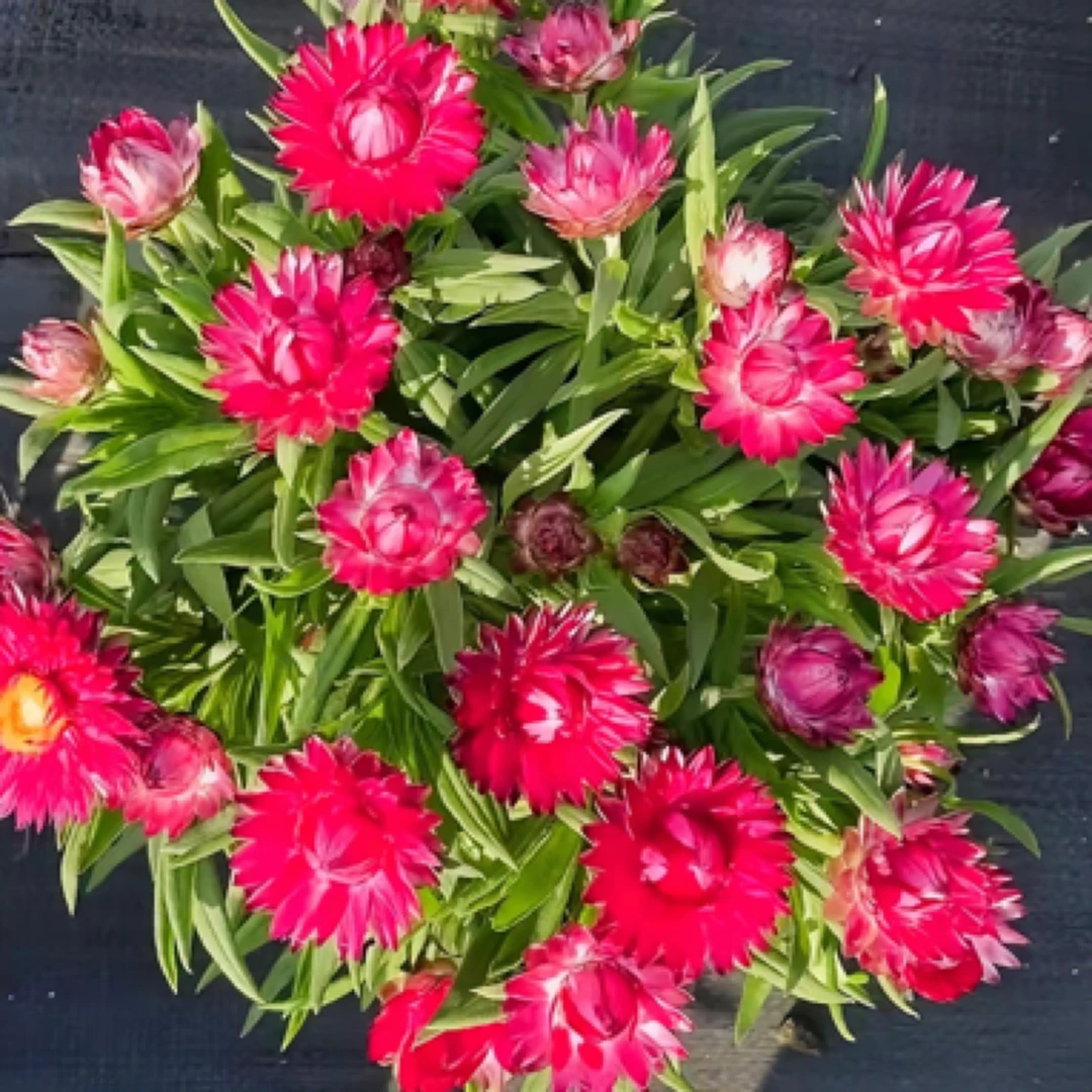 【石榴的花园】麦秆菊盆栽带花苞