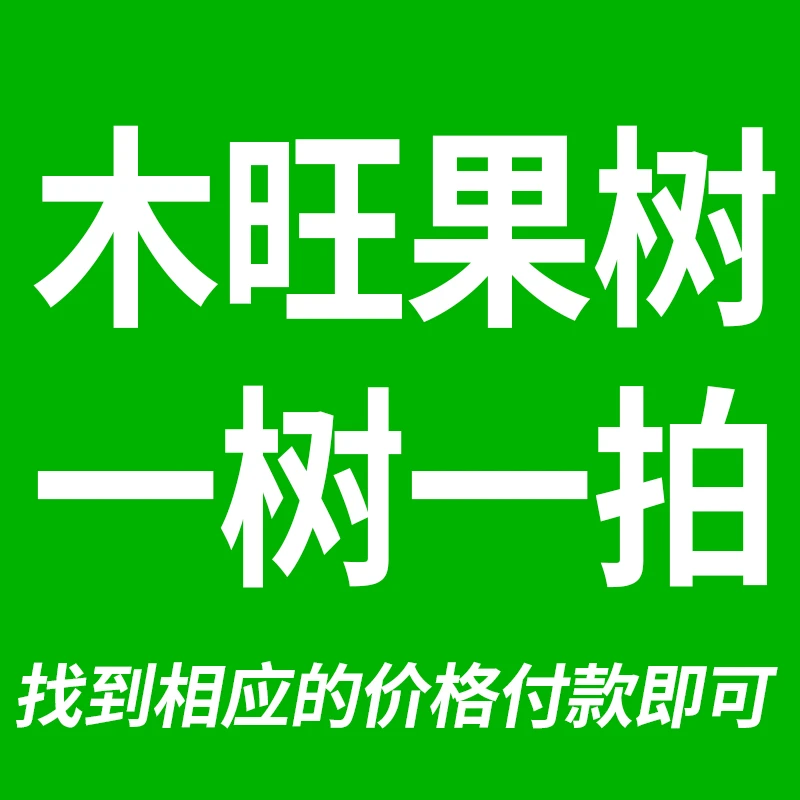 一树一拍对版凯特帝王杏树南北方种植盆栽地栽庭院别墅