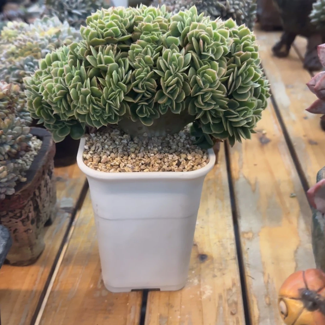 肉*嘟多肉植物一物一拍