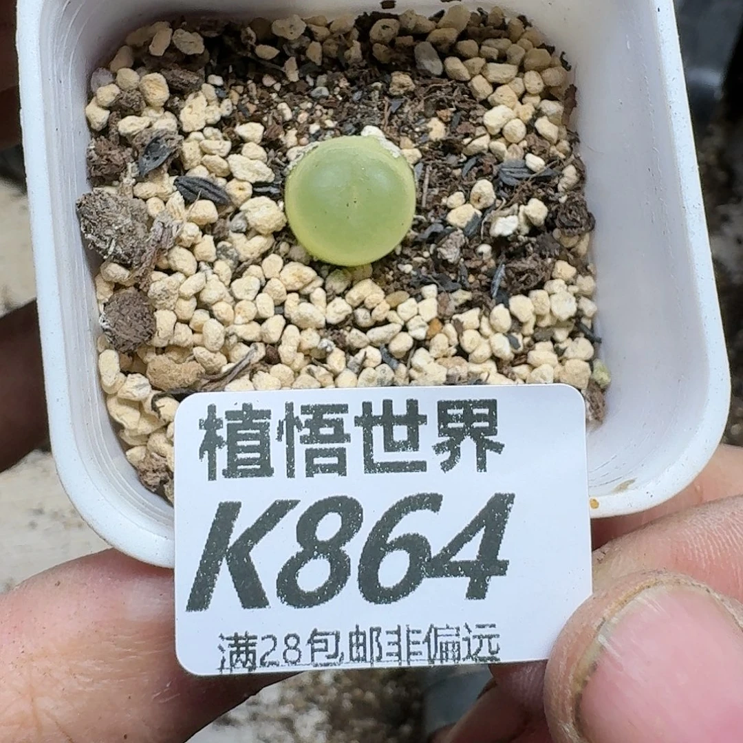 多肉植物的人生fbbj