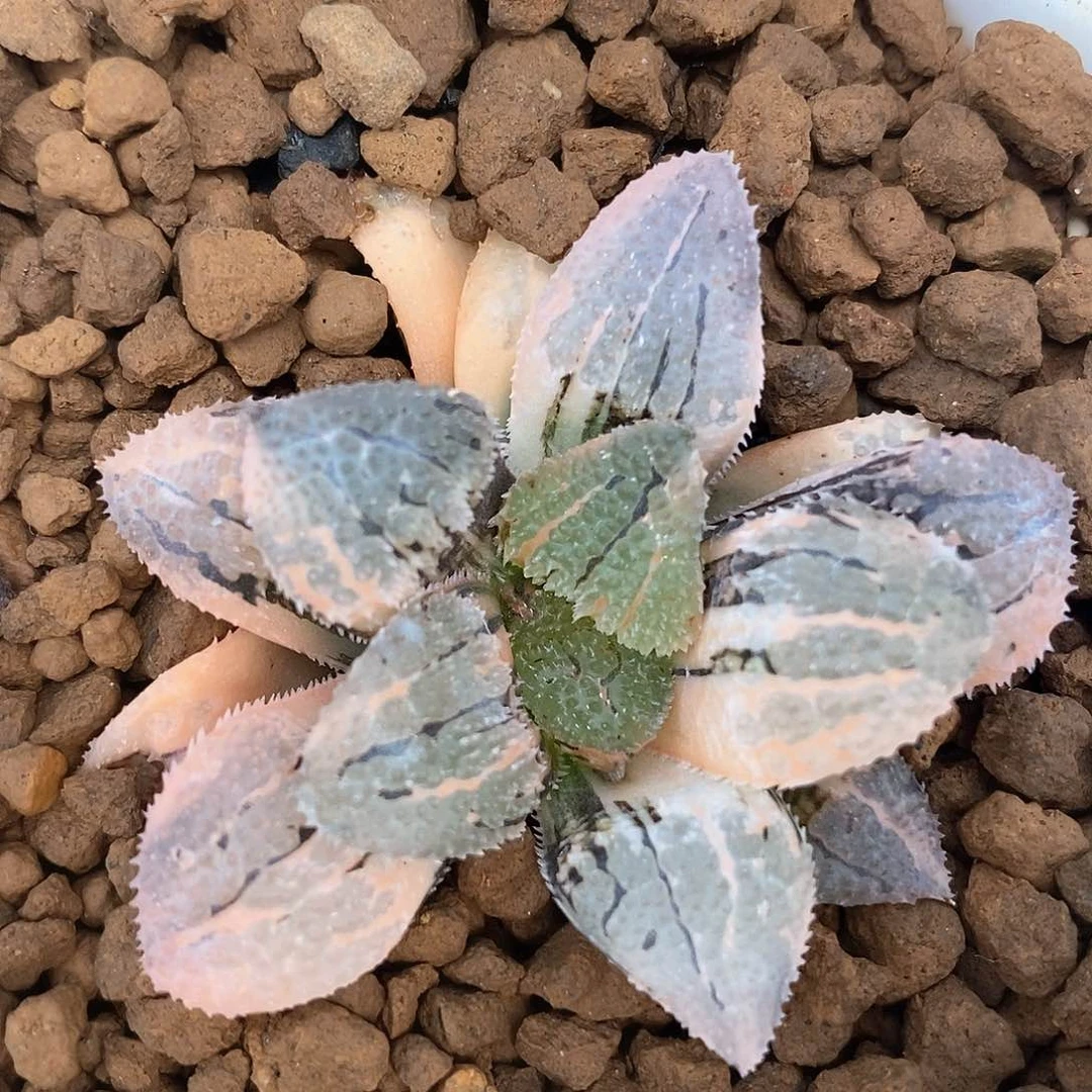 红陶948号聚味城锦一物一拍的