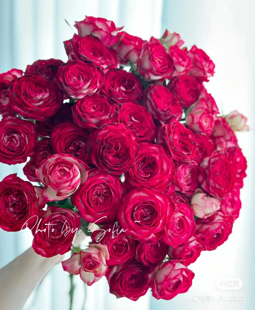 【玫瑰】糖心西梅 任三单顺丰空运包邮鲜切花家居花店插花