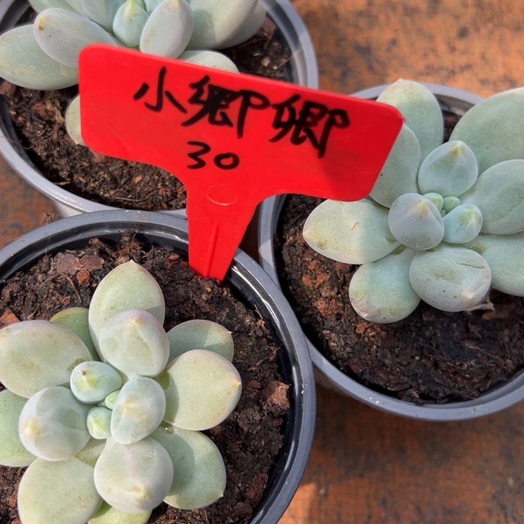 小***卿我是花卉专用车司机