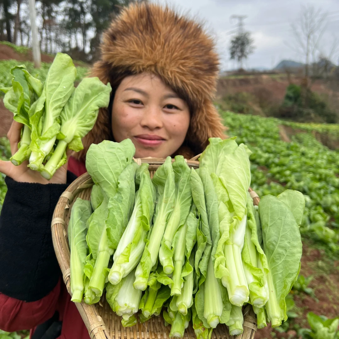 贵州高山农家露天种植白菜苔菜心本地时令蔬菜现摘现发