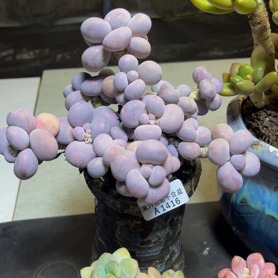 1416芭比奶酪大群多肉植物