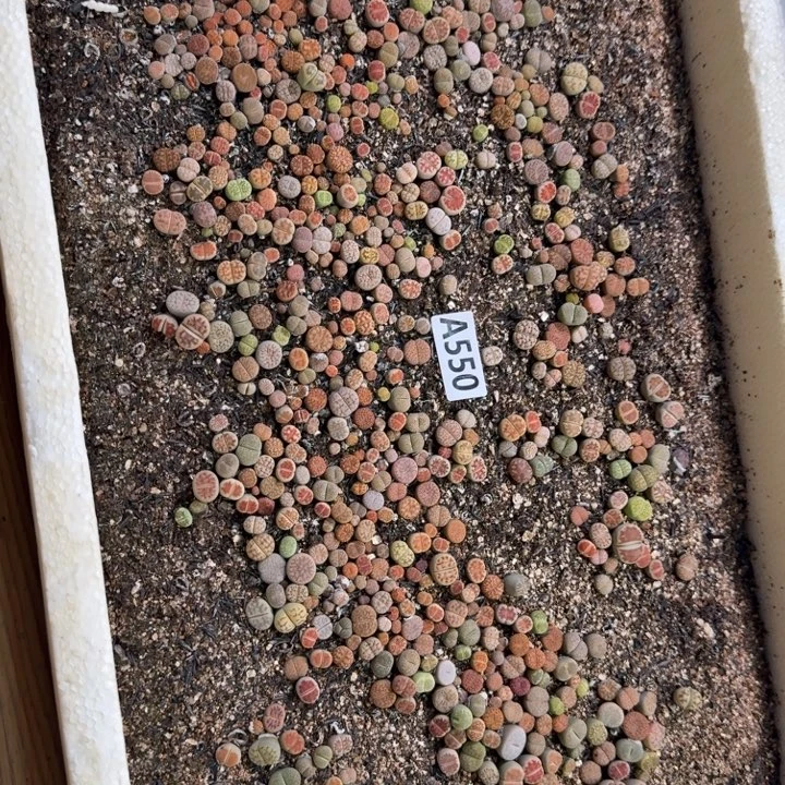 生550石花整筐脱土发货