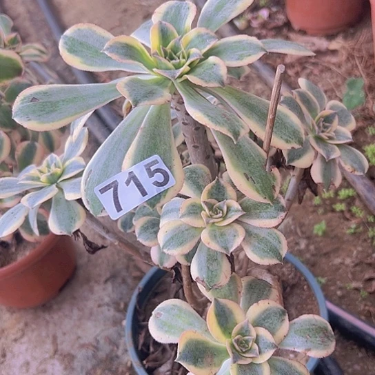 E***汪多肉植物一个灿烂发黑