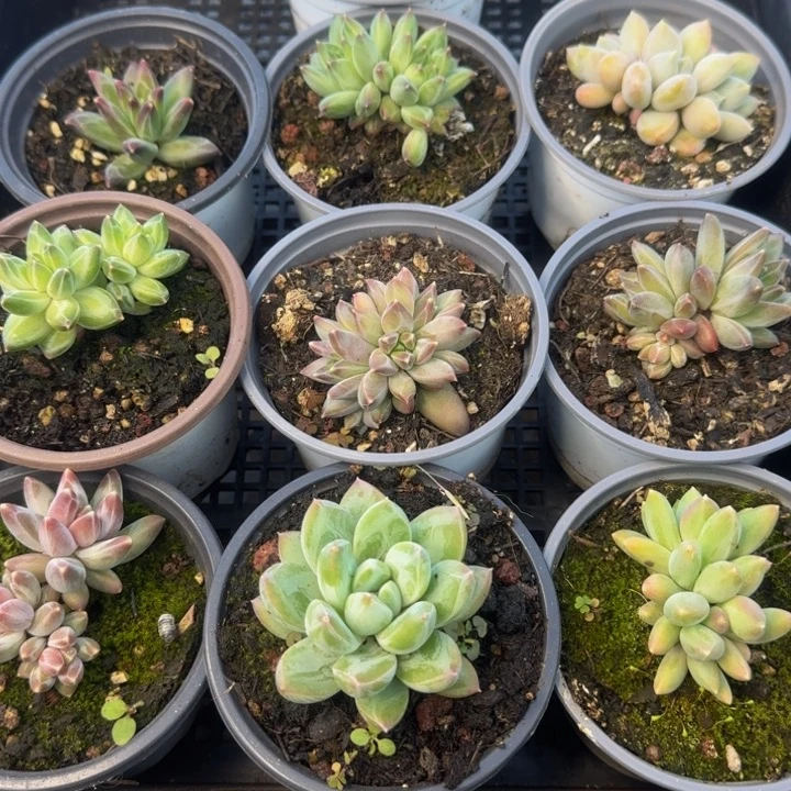 093多肉植物一物一拍