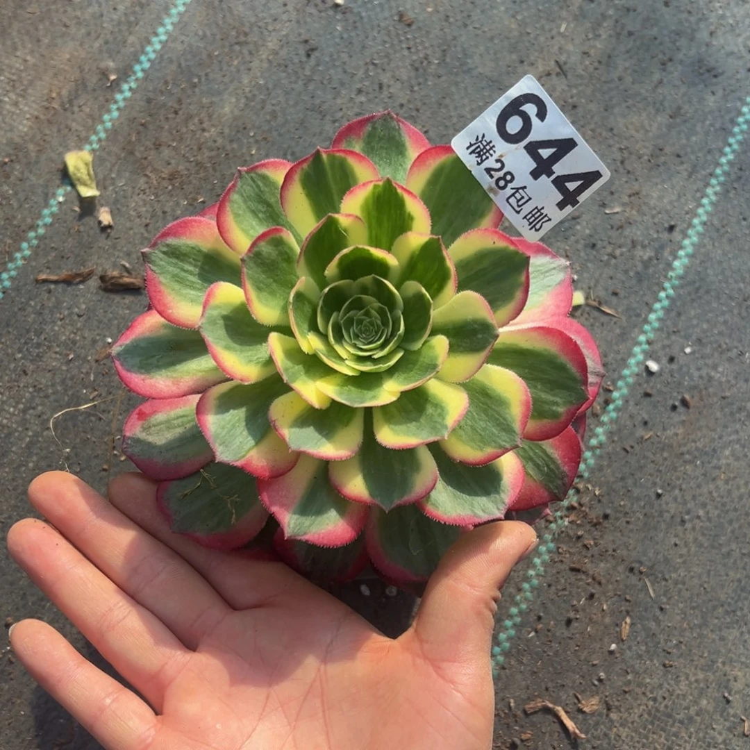 多肉植物644海仙的