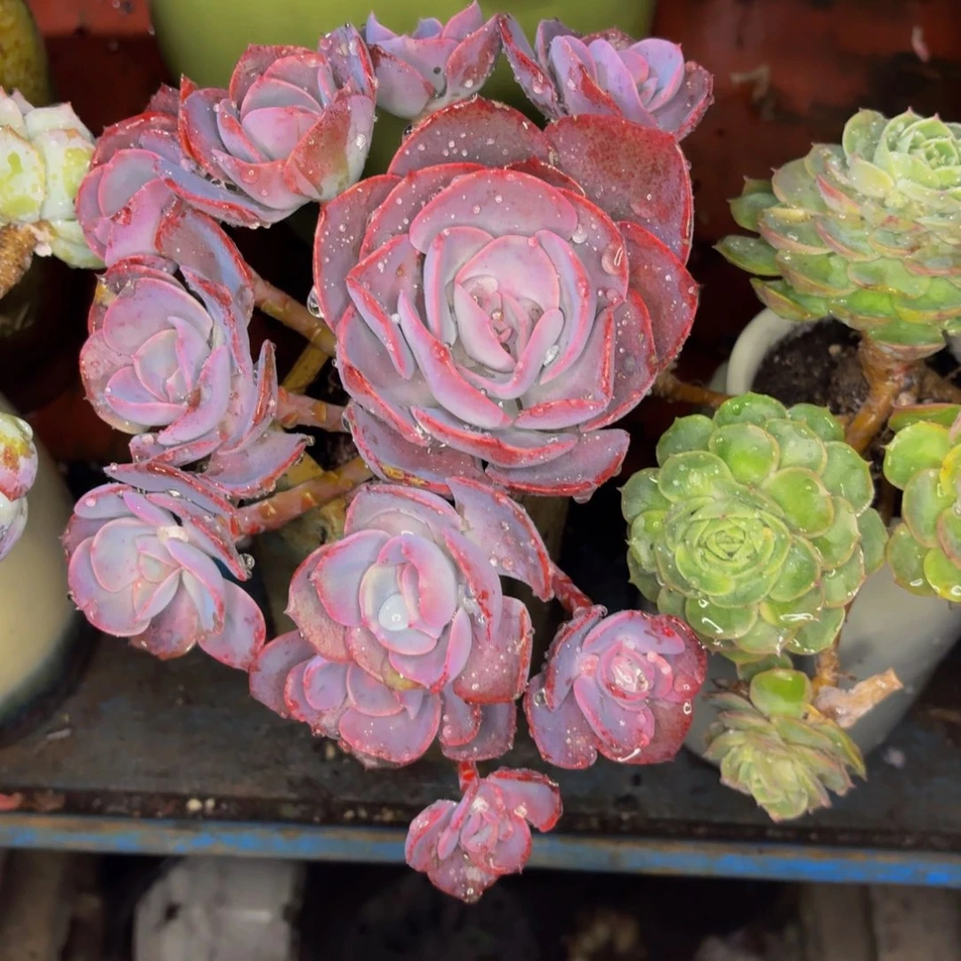 随***风老桩精品肉肉沉哎玫瑰