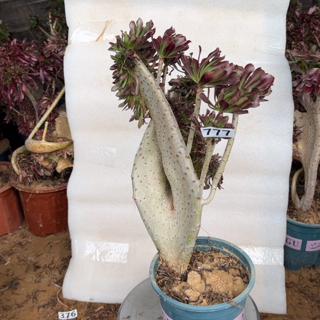 黑缀翅膀777高度37厘米