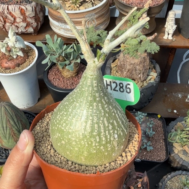 银叶睡布袋286 (满28包邮)