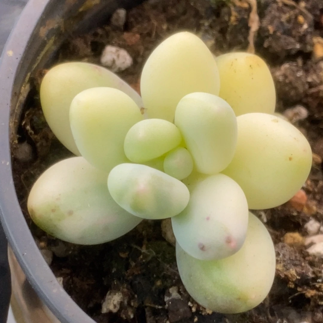 628彩虹杂锦锦锦锦锦锦