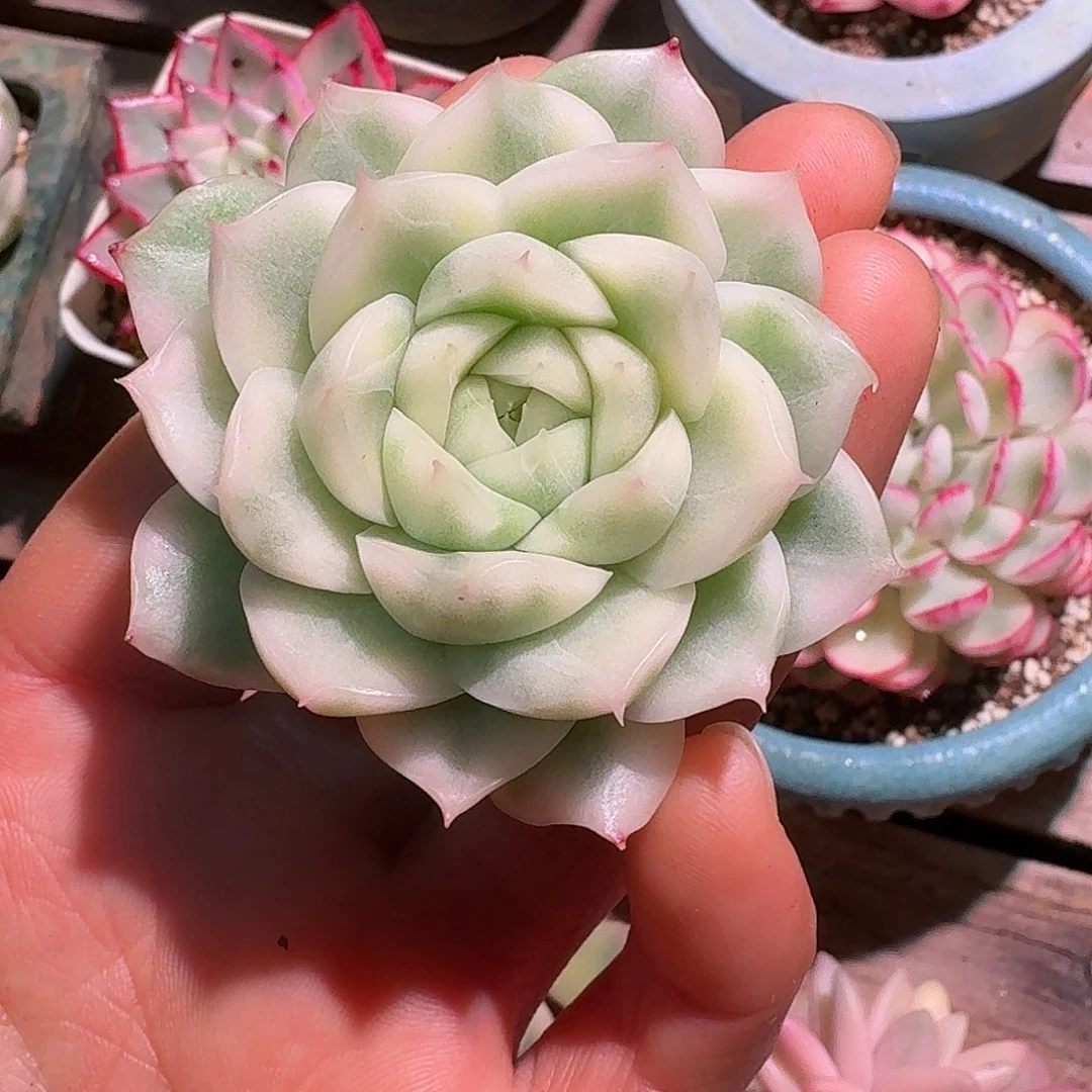 麦秆锦多肉多肉多肉多肉