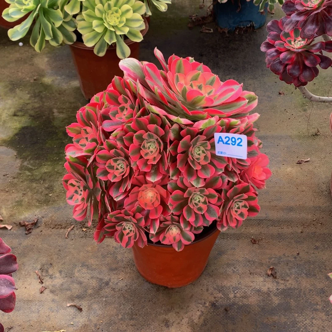 书*多肉植物292粉女巫