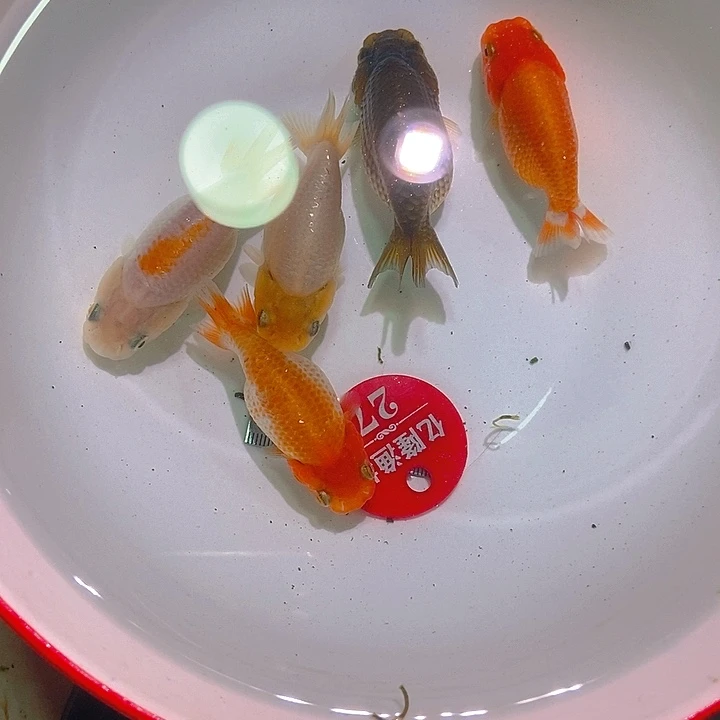 海水直播拍品27号