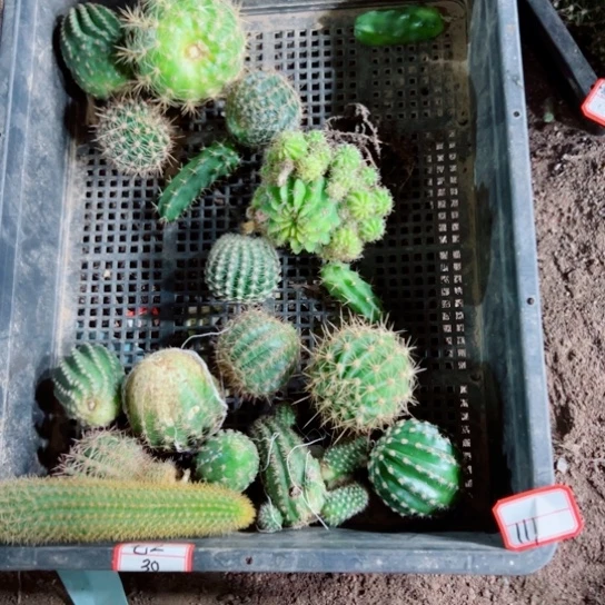 下111框拍歪斑伤小无根侧芽无售后