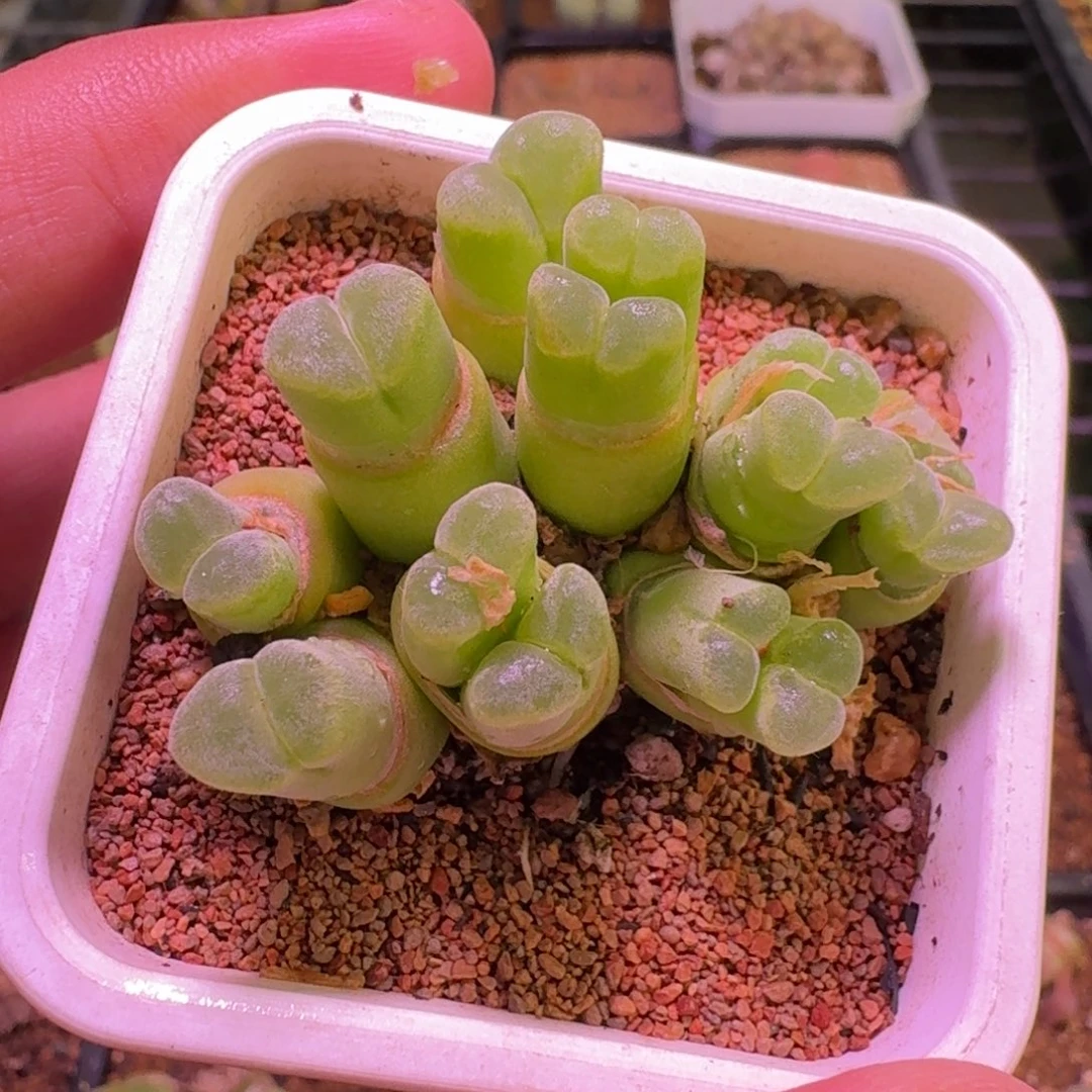 云缦精品番杏21.52粉绒窗佛肚