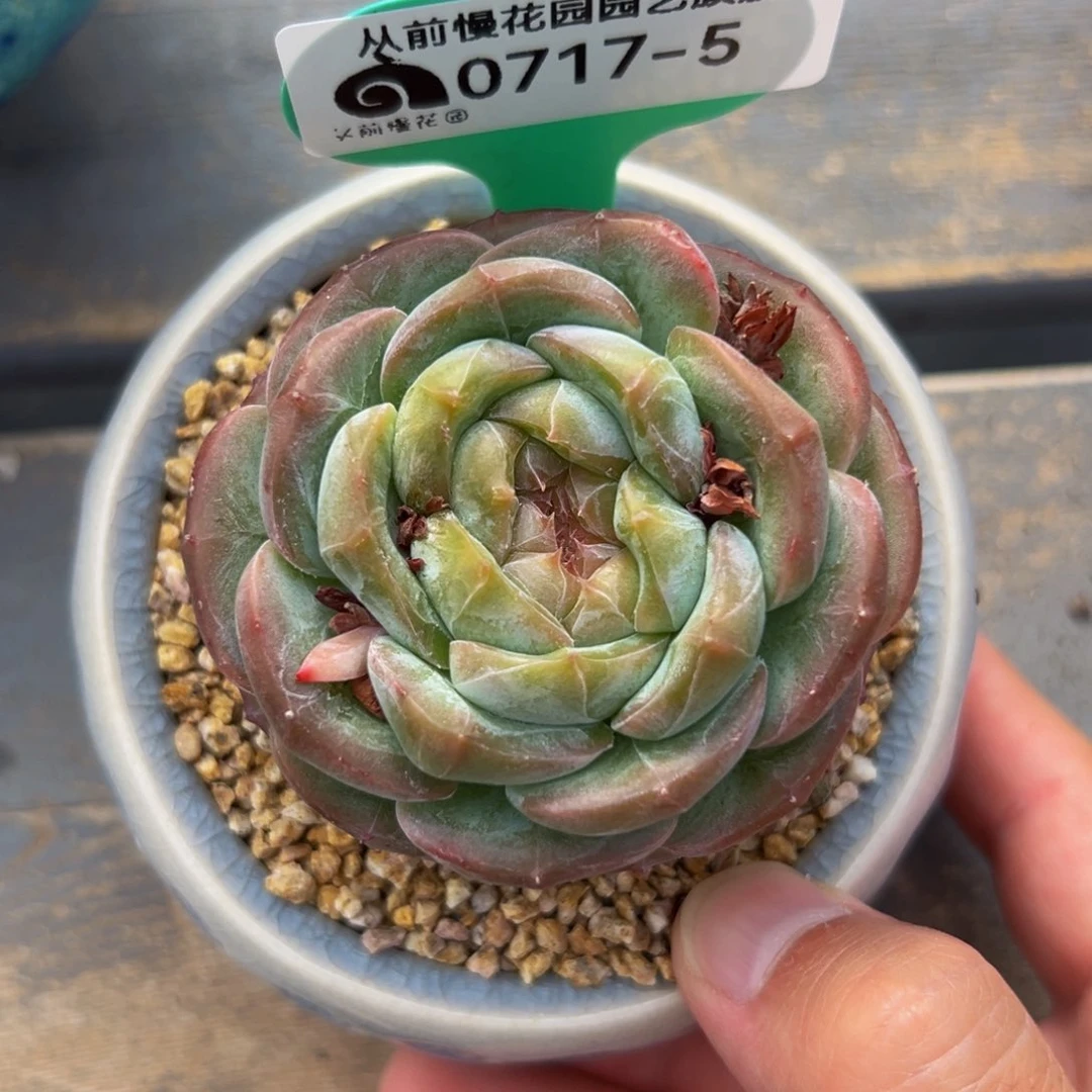 多肉一物一拍0717-5