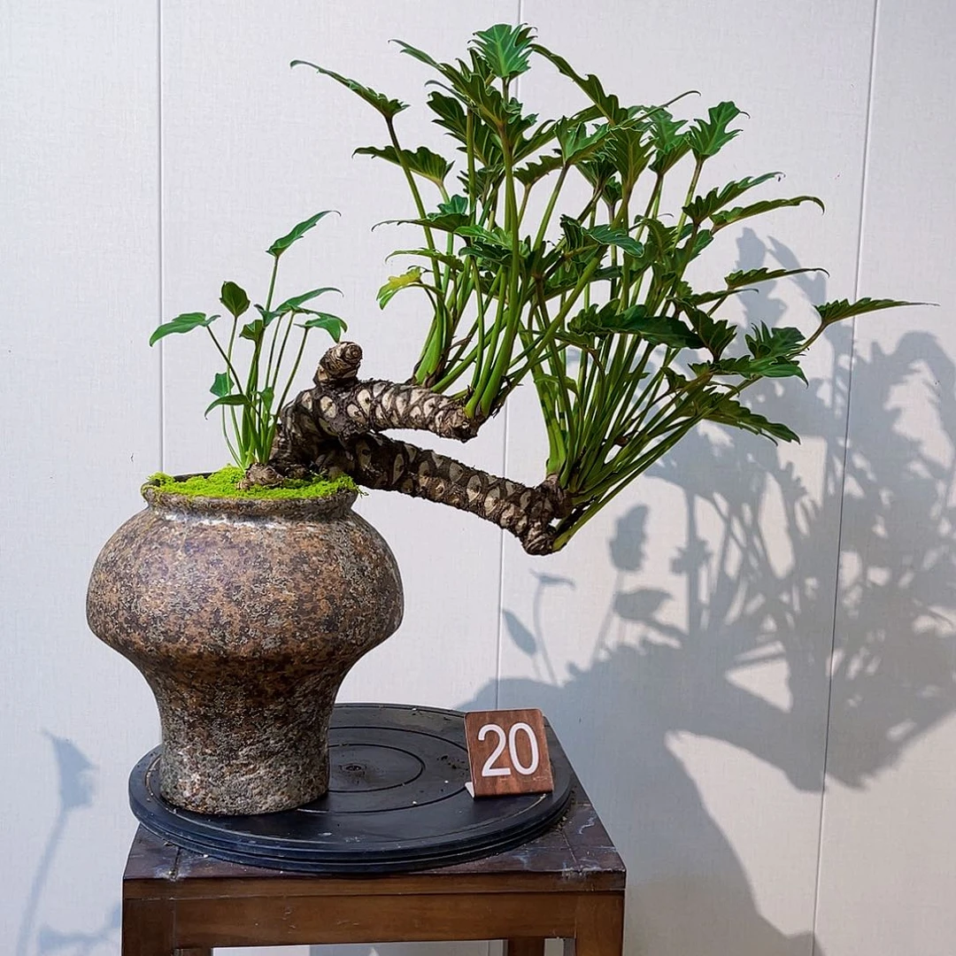 @***姐无花朵怪桩20号斜飘小天使