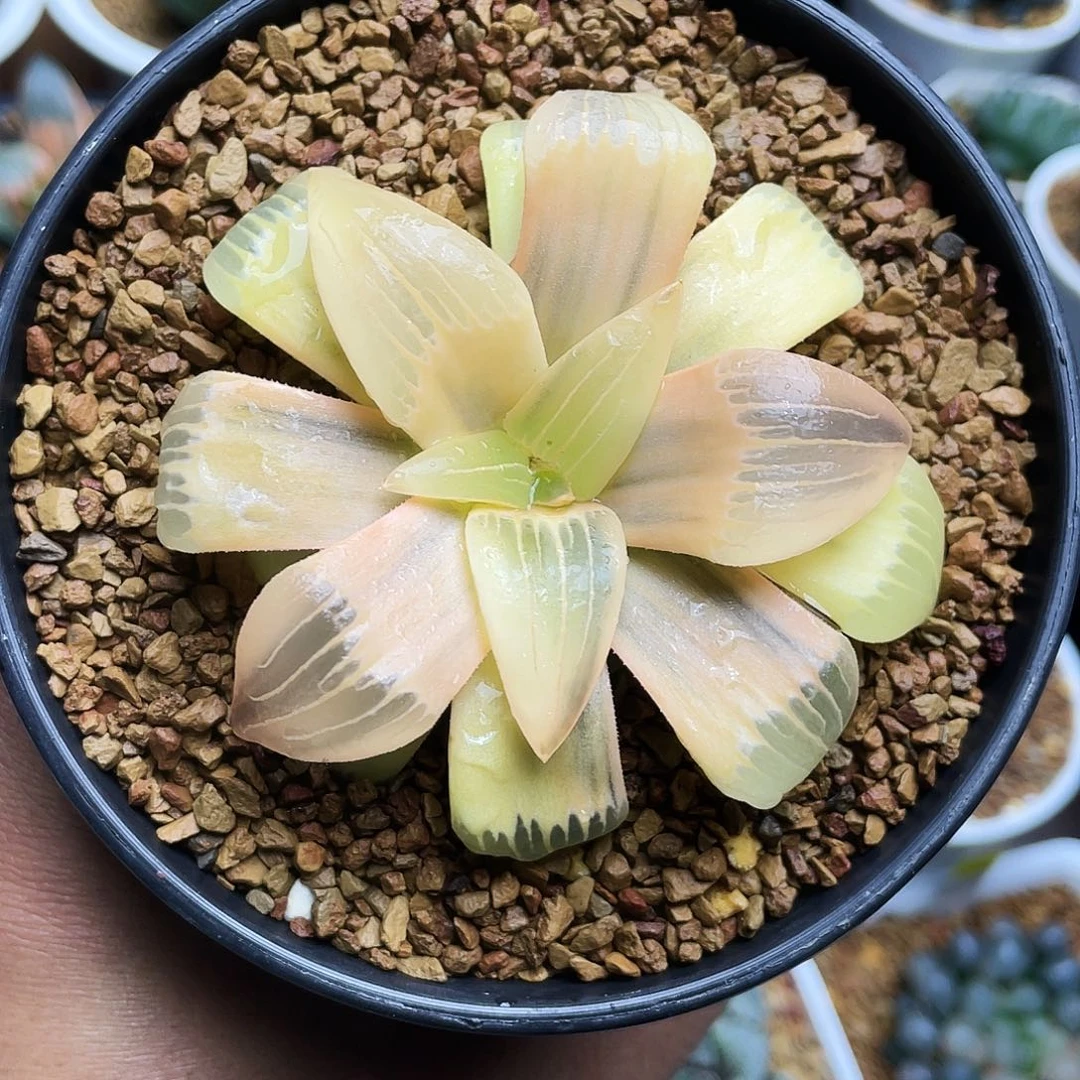 红纹寿锦糊斑十二卷多肉