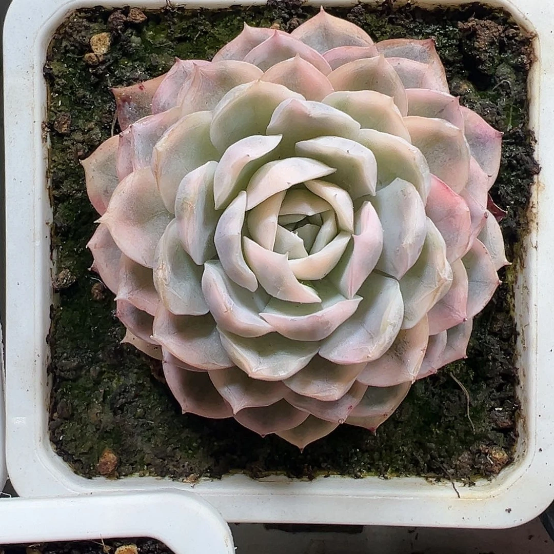 雪球锦多肉植物锦