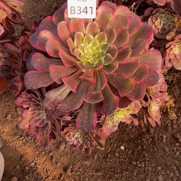 341紫嫣多肉植物