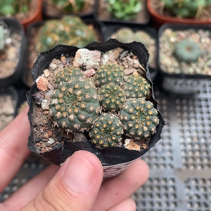 艾***兰363仙人球开花植物