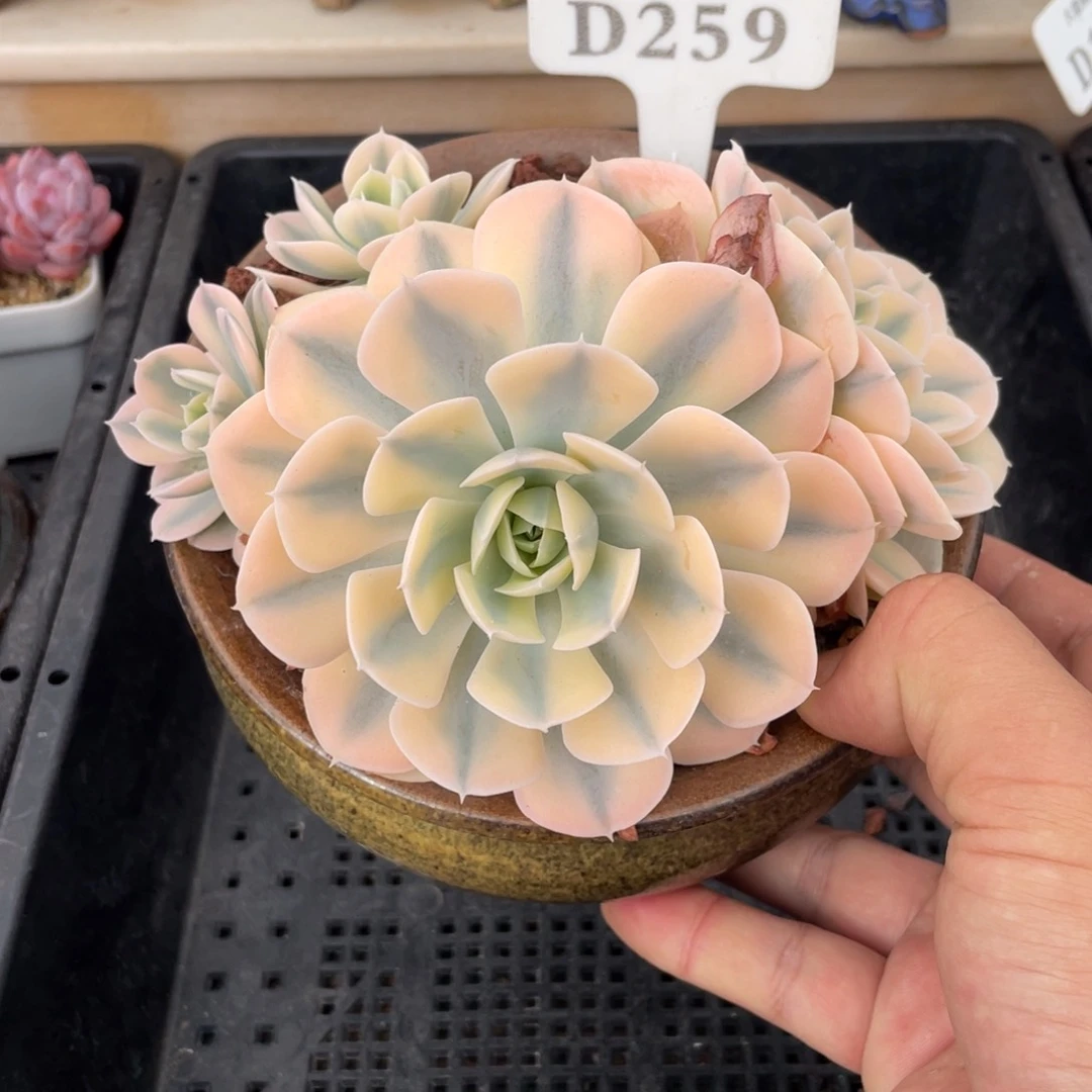 259鲁氏锦不带盆14厘米