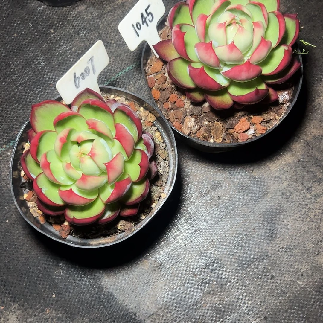 小***舒惊鸿仙子1045.6007号