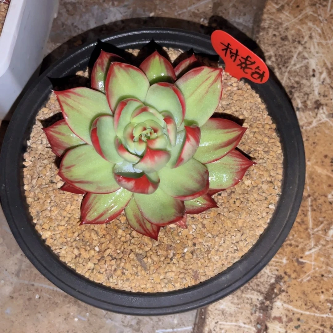 *****惊鸿仙子一物一拍