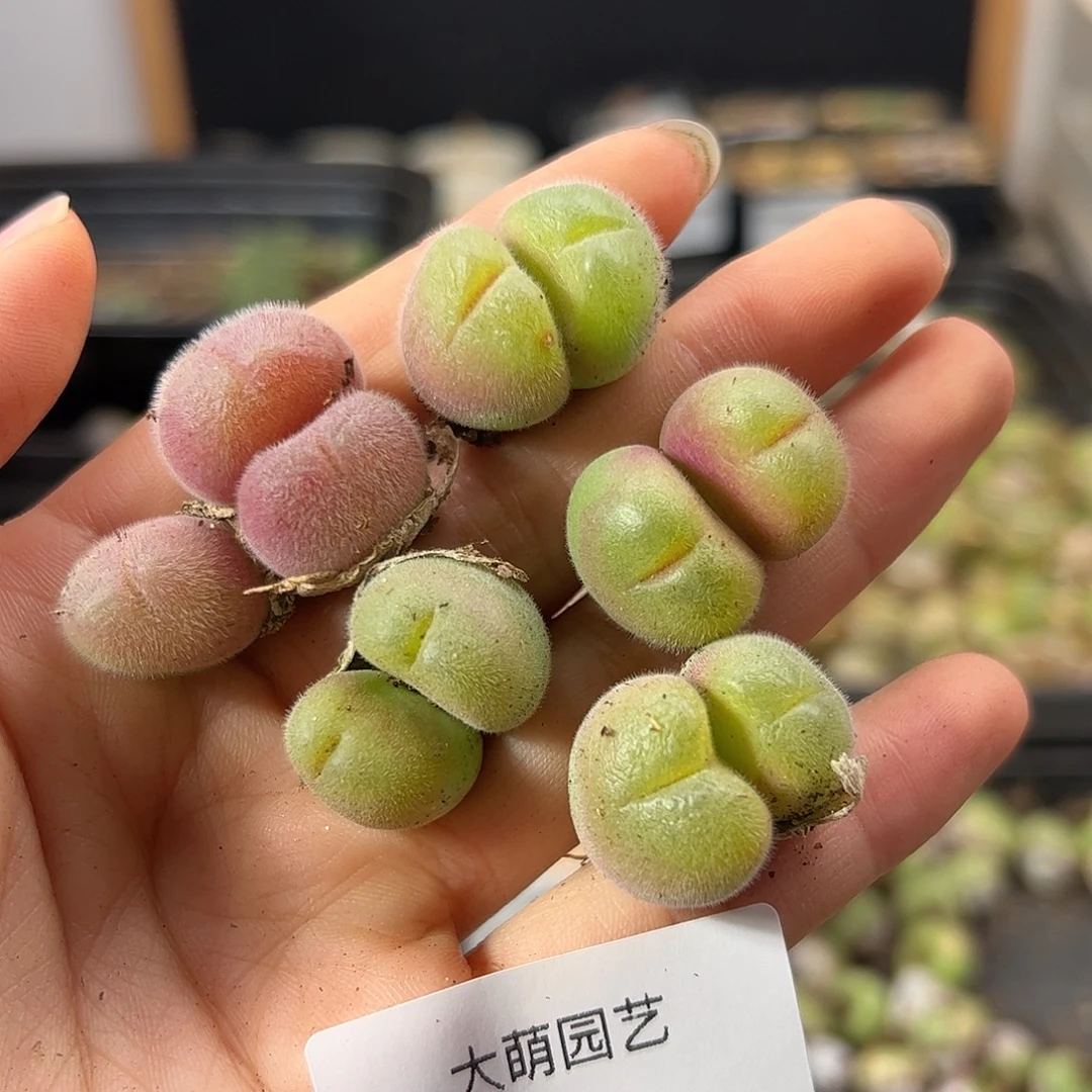 一物一拍             969
