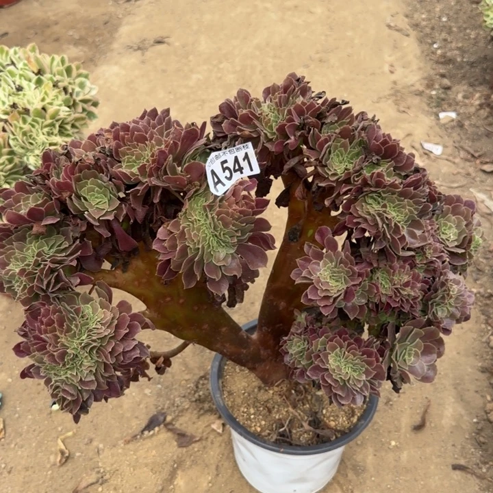 欧紫缀……多肉植物……