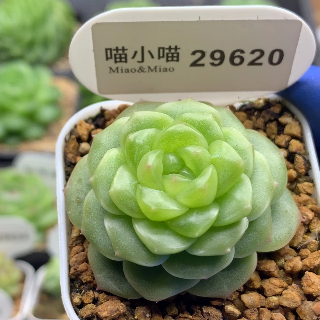 多肉植物杂交珍妮