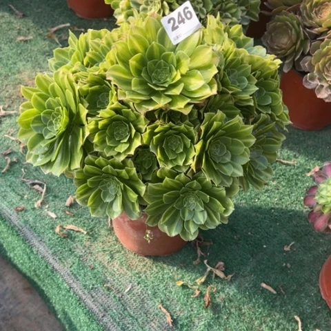 ?246翡翠琉琉璃手捧