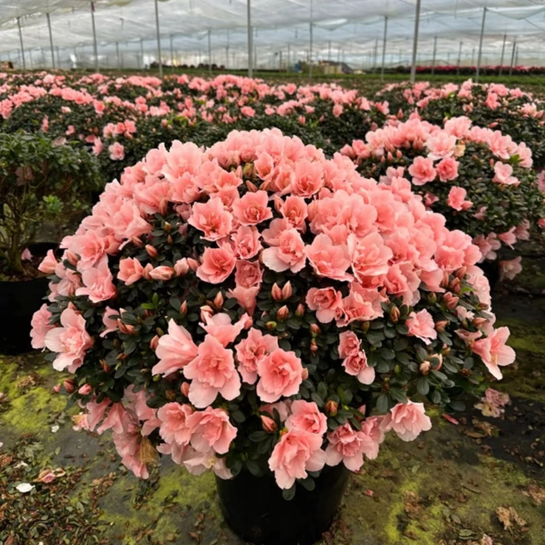 球形蘑菇形粉色杜鹃花带花苞发货四季开花室内盆栽花卉耐寒好养花