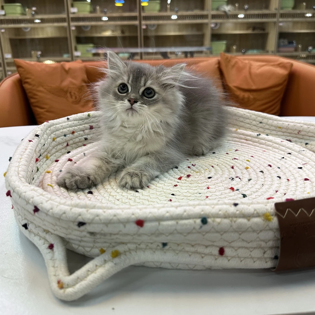 【喵贴贴】长毛蓝金渐层活体宠物幼猫