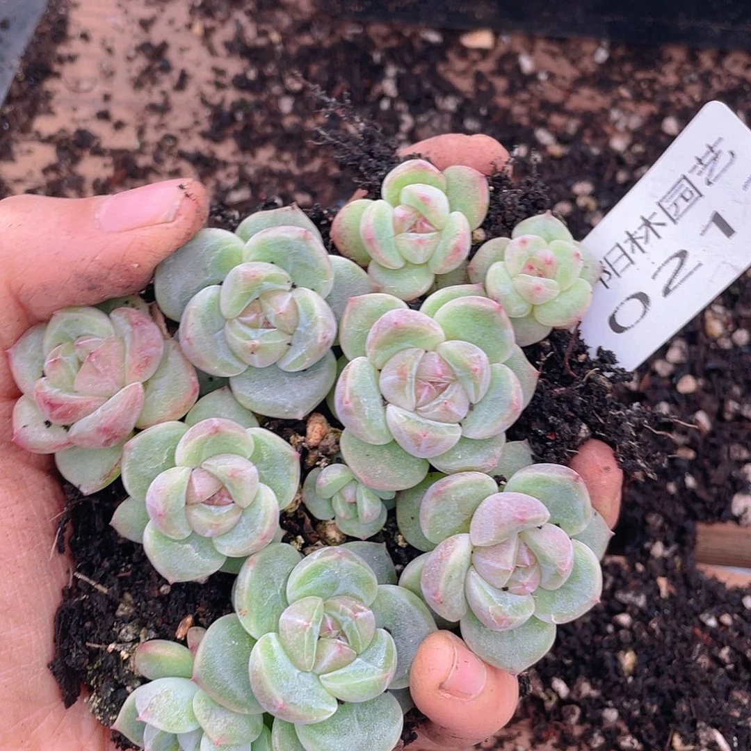 多肉植物多肉植物212