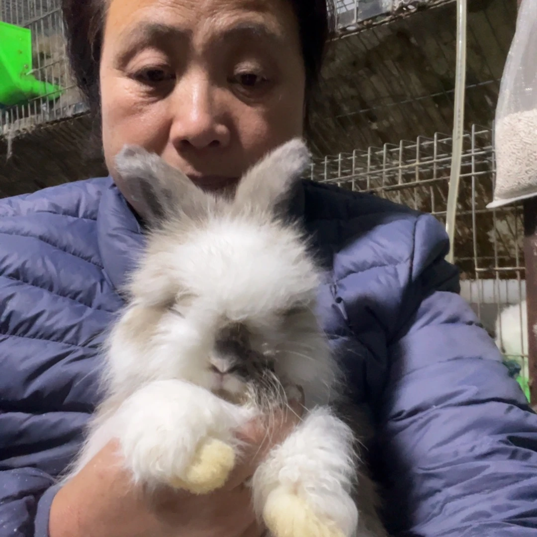 英系安哥拉宠物兔子