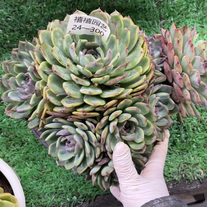 大****厅24-300蓝色妖姬多肉植物