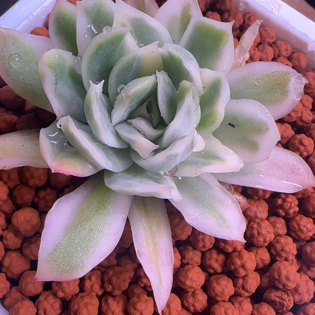 妖*妖妖 多肉植物