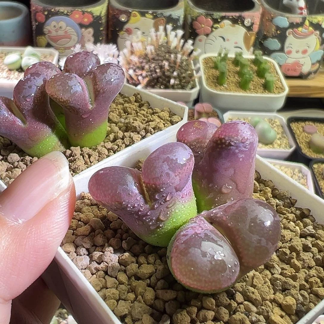 薇*日系原株。