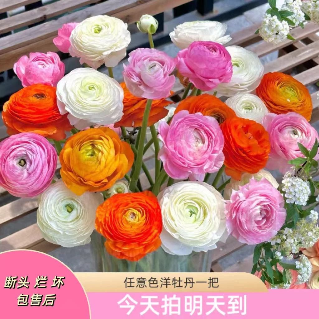 果语精选【混色洋牡丹8-10支】昆明鲜花批发次日达