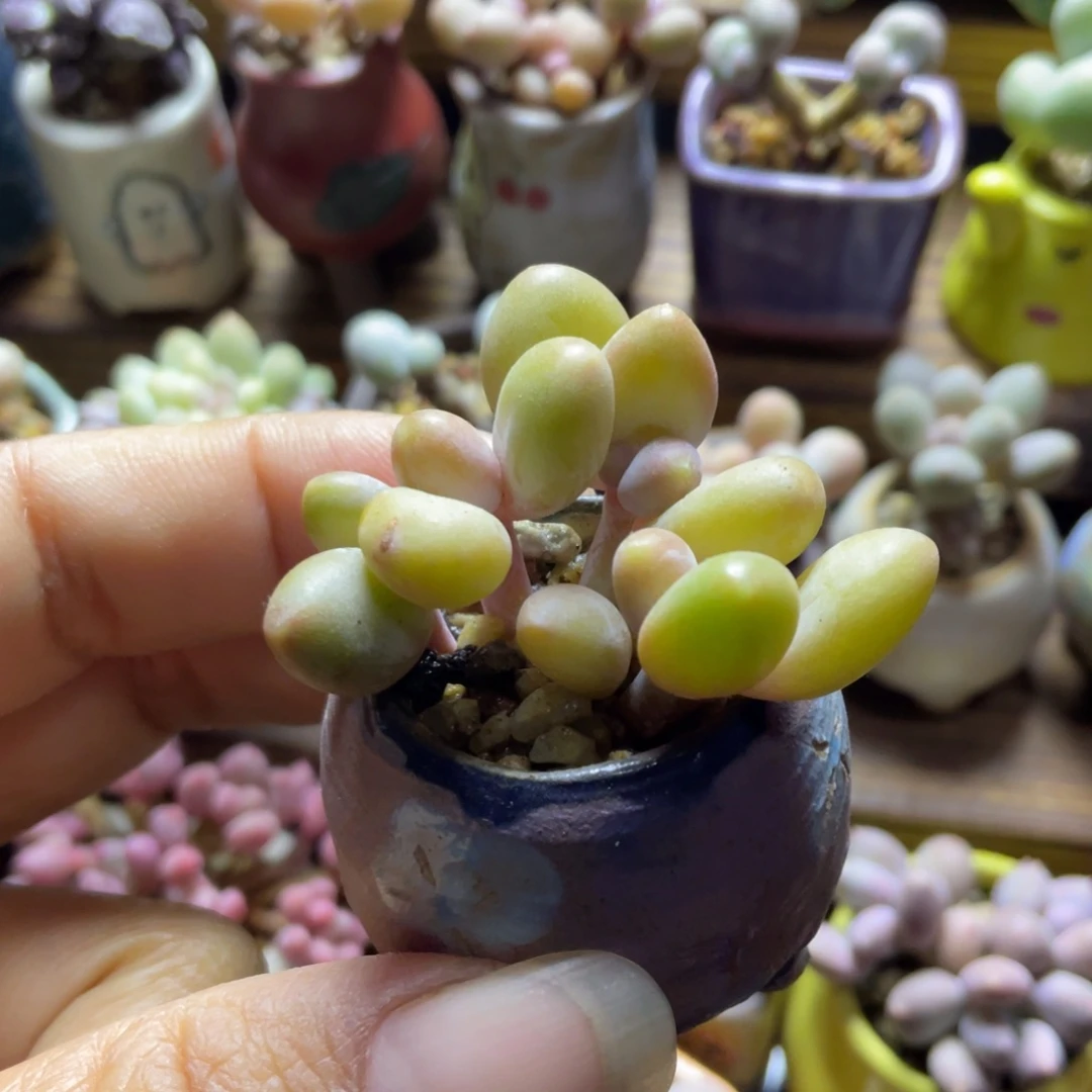芒果奶群多肉植物