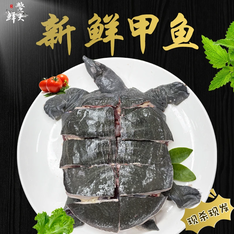 【拍下送甲鱼酱】新鲜甲鱼鲜活宰杀免切干净整只去皮王八鳖冷链包邮