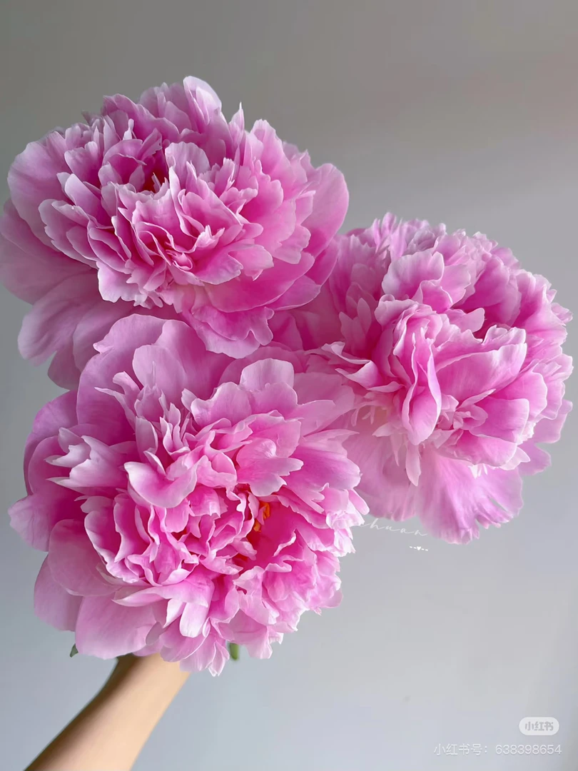 云南直发弗莱明芍药鲜花