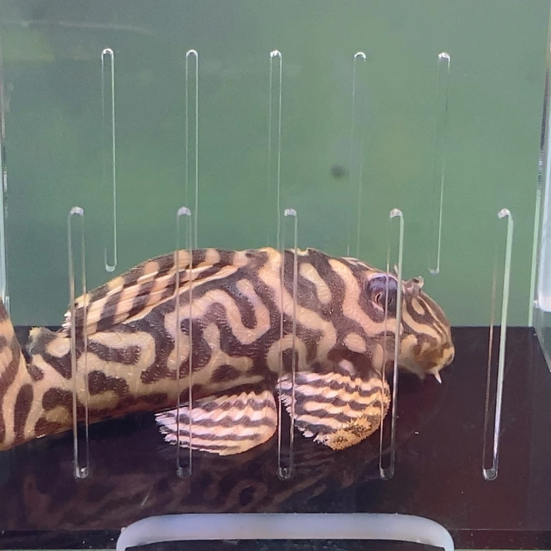 清道夫鱼皇室异型38号